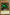 Catapult Turtle (Green) [DL18-EN001] Rare - Yu-Gi-Oh! - Card Brawlers | Quebec | Canada |