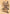 Taunting Kobold Art Card [Commander Legends: Battle for Baldur's Gate Art Series] - Magic: The Gathering - Card Brawlers | Quebec | Canada |