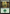 Forest (199) [Secret Lair: From Cute to Brute] - Magic: The Gathering - Card Brawlers | Quebec | Canada |