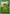 Erika's Bellsprout (Poke Ball) (004/null) - Reverse Holofoil [ME Ascended Heroes] - ME: Ascended Heroes - Card Brawlers | Quebec | Canada |