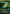 Glimpse of Nature (SOA-053) - Secrets of Strixhaven: Mystical Archive Foil