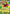 Mega Meganium ex (034/null) - Holofoil [ME Mega Evolution Promo]