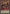 Scarm, Malebranche of the Burning Abyss (BLGG-EN062) Ultra Rare
