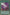 Seventh Tachyon (Starlight Rare) (BLGG-EN126) Starlight Rare