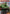 Hulk, Always Angry (Borderless) (MSC-502) - Commander: Marvel Super Heroes