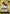 Monkey.D.Luffy (OP15-098) (Luffy Deck) (OP15-098) - Set Sail Deck Set Foil