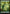 Forest (0311) (TRK-311) - Star Trek