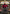 Jean-Luc Picard, Luminary (Borderless) (TRC-003) - Commander: Star Trek