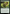 Three Tree Rootweaver [Bloomburrow] - Magic: The Gathering - Card Brawlers | Quebec | Canada |