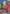 Char Aznable (C+) (SP) (ST03-011) - Freedom Ascension Holofoil - Card Brawlers