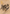 Ancient Silver Dragon Art Card (47) (Gold-Stamped Signature) [Commander Legends: Battle for Baldur's Gate Art Series] - Magic: The Gathering - Card Brawlers | Quebec | Canada |