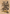 Taunting Kobold Art Card (Gold-Stamped Signature) [Commander Legends: Battle for Baldur's Gate Art Series] - Magic: The Gathering - Card Brawlers | Quebec | Canada |