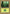 Forest (329) (Sim Han How) [World Championship Decks 2002] - Card Brawlers