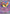 Gourgeist ex (041/086) - Holofoil [ME04 Chaos Rising] - Card Brawlers