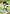 Kagome Higurashi (065) (R*) (UE23BT/IYS-1-065) - UE23BT Inuyasha Foil - Card Brawlers
