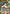 Kagome Higurashi (066) (SR*) (UE23BT/IYS-1-066) - UE23BT Inuyasha Foil - Card Brawlers