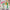 LEGO - Botanicals - Cosmos Flowers - Building Kit - 11514 - Card Brawlers
