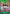 Roronoa Zoro (OP13-037) (OP13-037) - Adventure on Kami's Island Foil - Card Brawlers