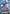 Strike Freedom Gundam (GD05-002) - Freedom Ascension Holofoil - Card Brawlers