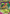 M Sceptile EX (8/98) [XY: Ancient Origins] - Card Brawlers | Quebec | Canada | Yu-Gi-Oh!